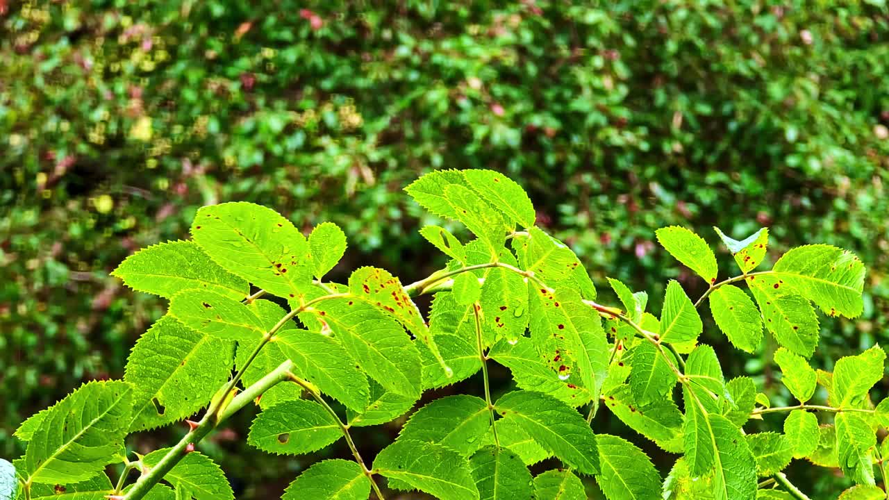Close-Up Of Rose Plant Leaves With Small Black Spots And Blurred Background