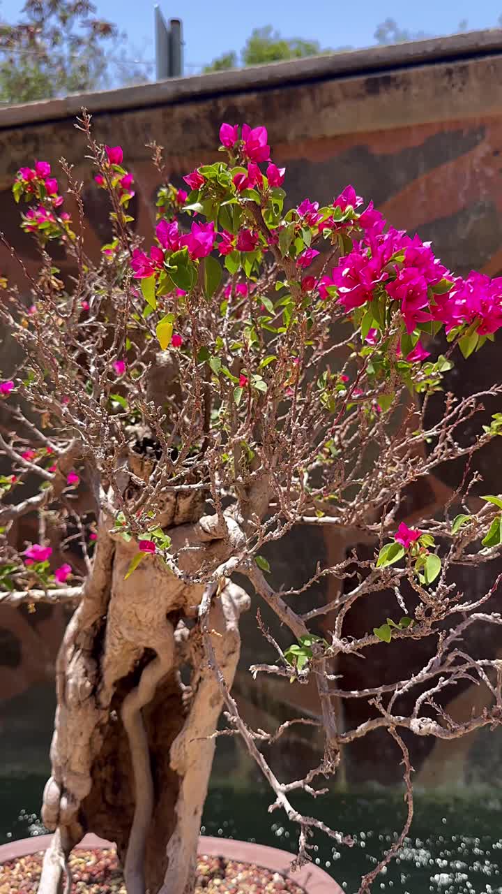 Vibrant Pink Bougainvillea Flowers
