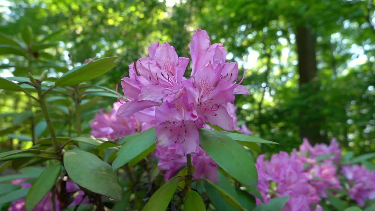 보라색 로도덴드론 꽃이 느린 움직임의 바람에 흔들리고 있습니다.