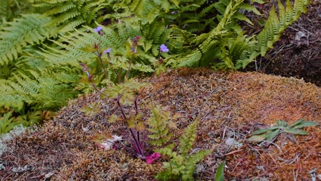 Wald-Storchschnabel-Und-Farne-Im-Selben-Clip