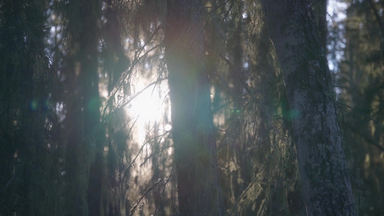 Sun shining between the pine trees in the forest, creating lens flares