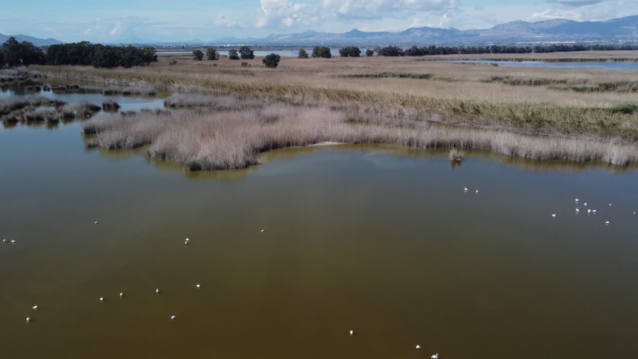 Aerial reveal of El Hondo natural park in Elche, Spain. A bird sancturay