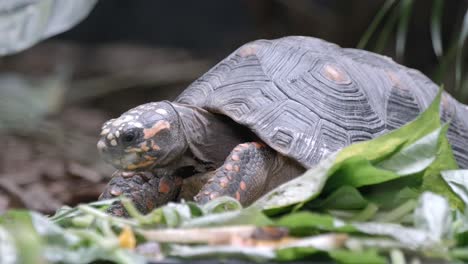 sulcata tortoise  in leafage ground eating. closeup