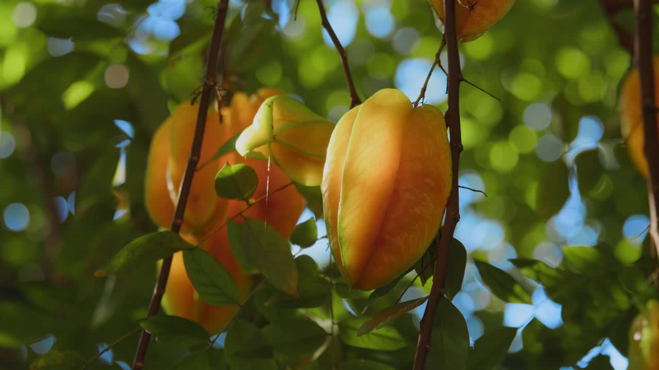 fruto estrella de carambola que crece en el árbol averrhoa carambola