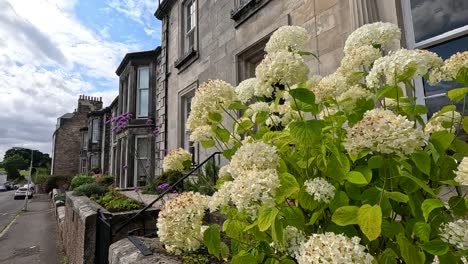 des fleurs d'hydrange le long d'une rue écossaise pittoresque