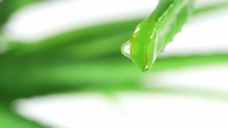 slow motion of aloe vera leaf with juice, gel drips from the stems on white background. close up of succulent plant leaves, natural medical plant for organic cosmetics