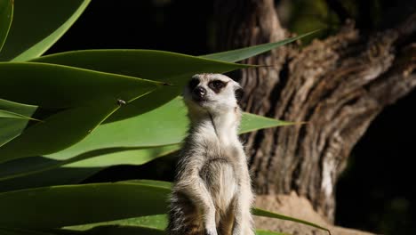 meerkat standing alert near large green leaves