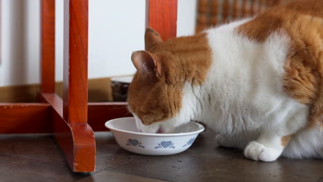 Cat-drinking-water-in-dish