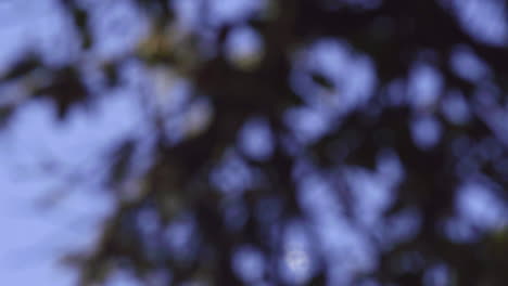 fiery rocket trail visible through trees on blue sky