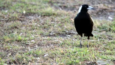 una urraca caminando, girando y observando a su alrededor