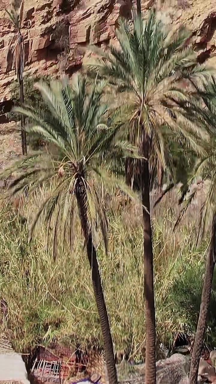 Palm trees by the river in the Moroccan landscape seen from above