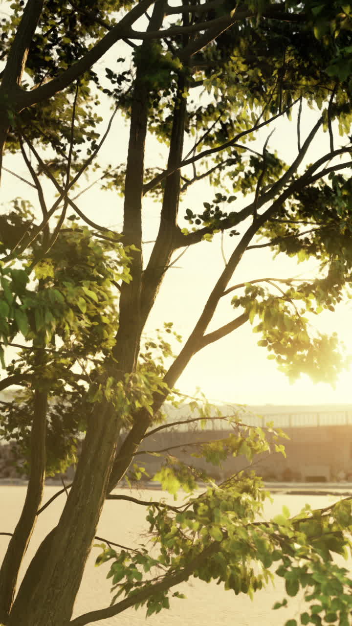 해가 지는 것에 비해 그림자가 그려진 나무