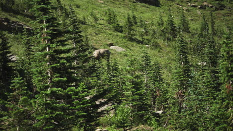 Einzelne-Dickhornschafe-Grasen-Auf-Offenem-Fleck-Am-Berghang