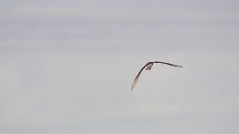 Close-view-of-lone-chimango-caracara-bird-flying-away-in-cloudy-sky