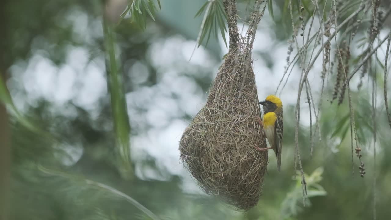 Bellissimo uccello maschio tessitore Baya che lavora al suo nido per corteggiare le femmine, primo piano al rallentatore
