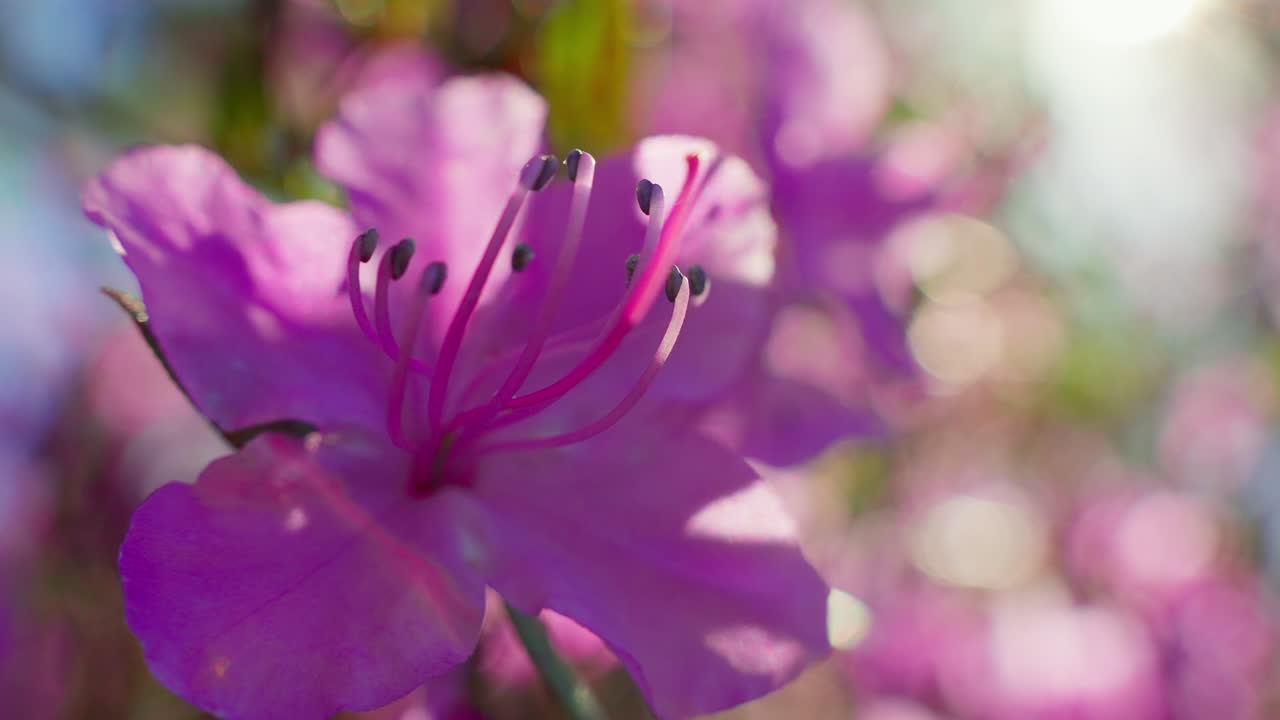 Nærbilde av levende rosa rododendronblomster i mykt sollys. Kronbladene gløder med delikat tekstur og levende fargetone. Bakgrunnen er mykt uskarp med en varm bokeh-effekt.