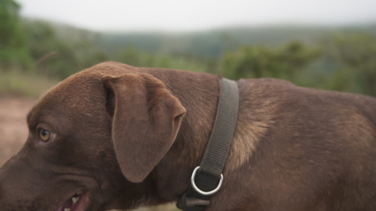 A Lab-Pointer mix dog with a collar gazes happily outdoors in slow-motion capture