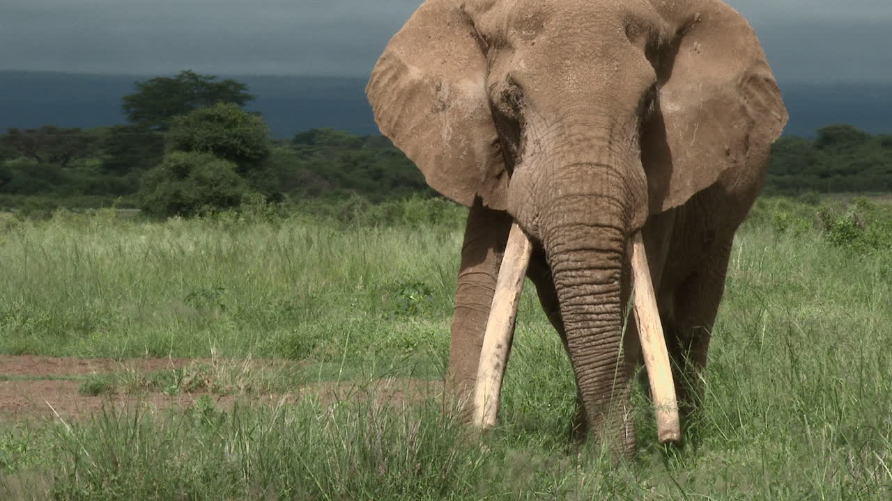 거대한 엄니를 가진 아프리카 코끼리 큰 황소 "엄니"는 초원에서 먹고 카메라를 바라보며, 암보셀리 n