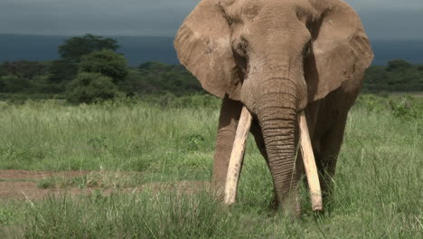 african elephant big bull "tusker" with huge tusks, eating and looking at camera, in the grasslands, amboseli n