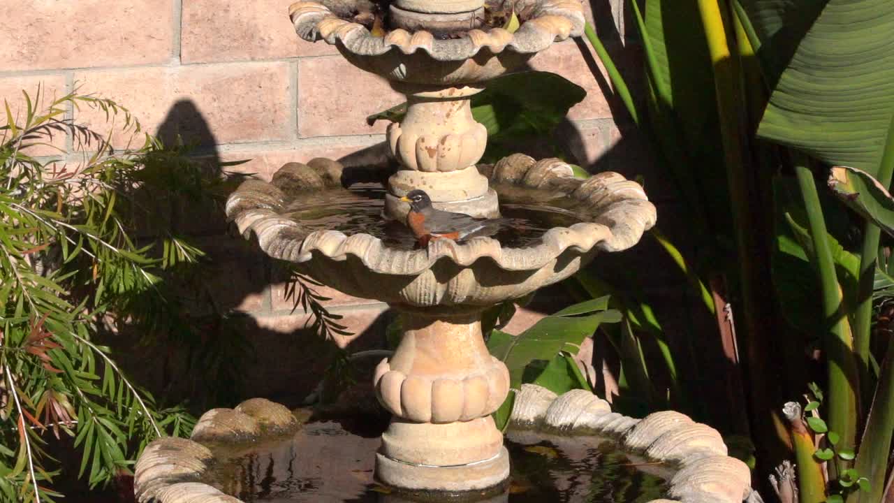 새 욕조에 앉아있는 새