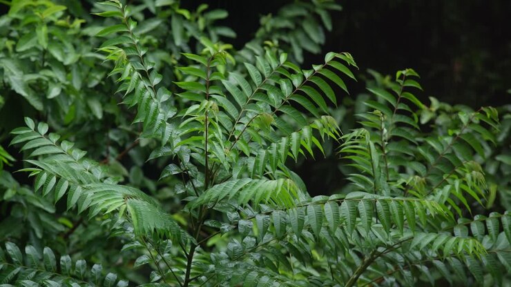 Durante la stagione delle piogge, l'India orientale riceve intense precipitazioni