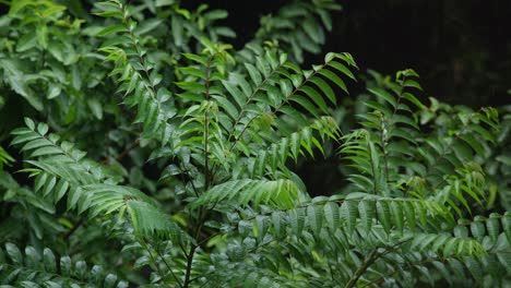 in the rainy season, eastern india receives heavy rainfall during the rainy season