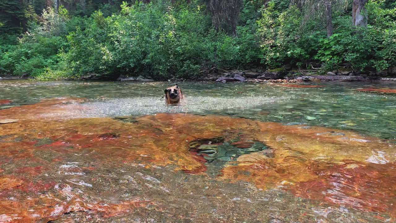 perro pastor alemán jugando en el agua