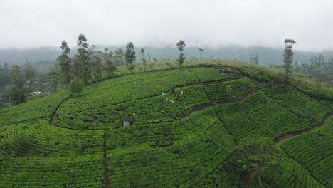 tea pluckers walking through green plants at plantation in hatton, aerial