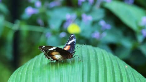 butterfly resting and moving on a leaf