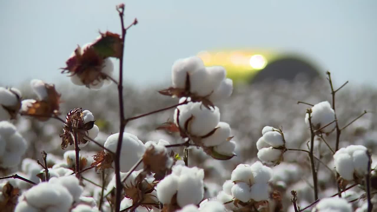 plantas de algodón que soplan contra el viento en una plantación durante el día, invernadero en segundo plano