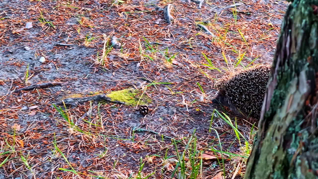 Un'inquadratura rivela un simpatico riccio selvatico che sbircia e poi emerge da dietro un pino mentre cerca cibo sul suolo della foresta coperto di aghi e erba.
