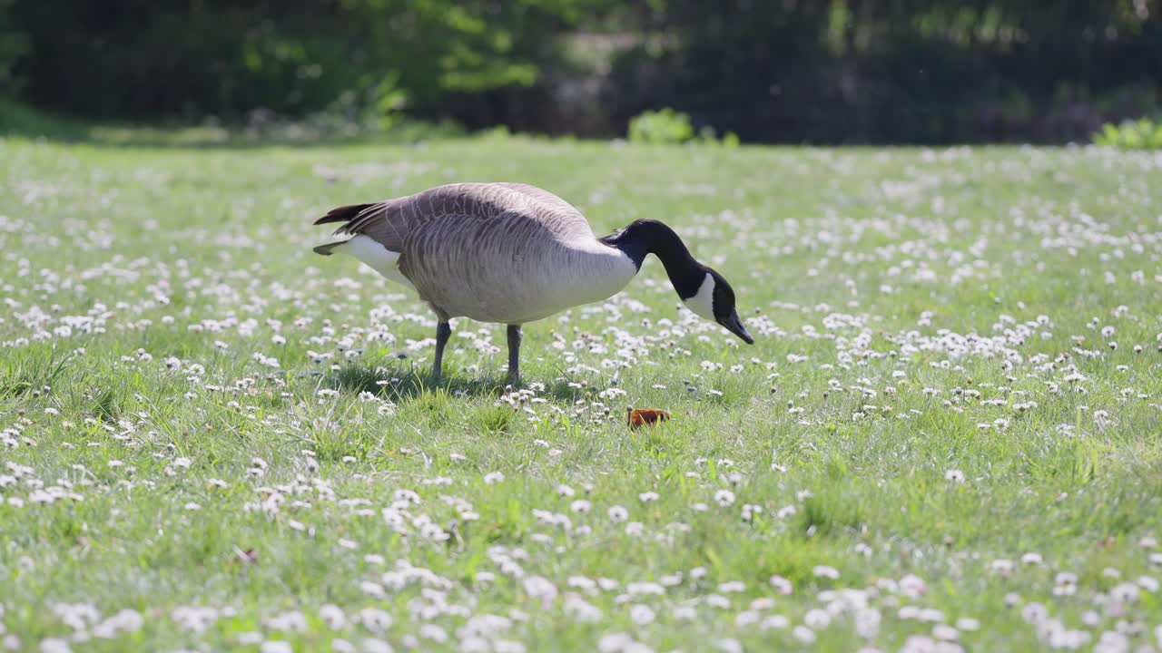 Wide view of a Canada goose eating from the grass in a garden during spring daylight