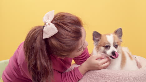 women show love and play with chihuahua mix pomeranian dogs for relaxation on bright yellow background-1