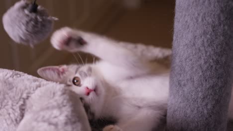 Pequeño-Gatito-Plateado-Jugando-Bola-De-Pelo-Boca-Arriba