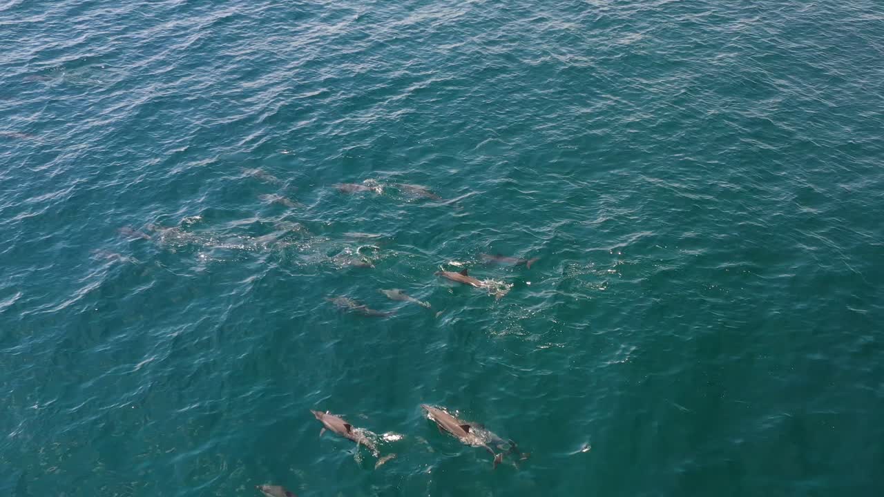 Dolphin pod group swimming in the Maldives islands blue ocean water, Aerial top view pan left shot