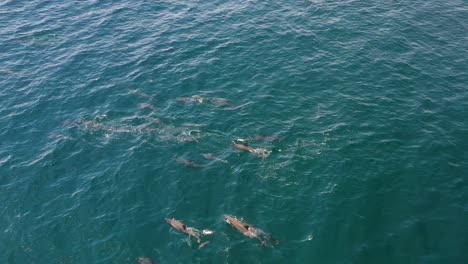 grupo de vainas de delfines nadando en las islas maldivas agua azul del océano, vista superior aérea vista panorámica izquierda