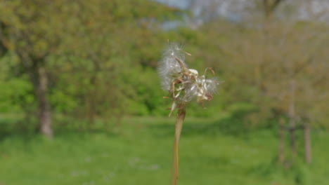 diente de león soplado por la brisa en un día soleado