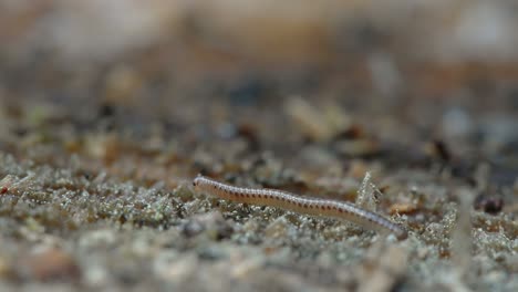a close-up look of the tiny millipede in estonia