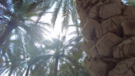 palm trees in a sunny oasis