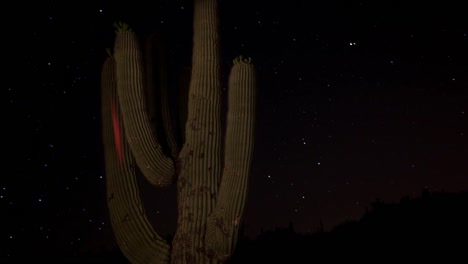 cactus starlapse 2