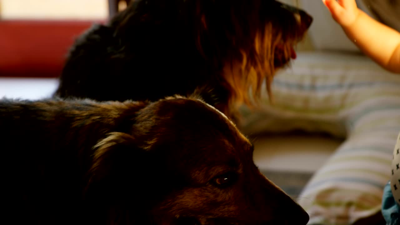 애완견 4k 와 함께 놀고 있는 가족