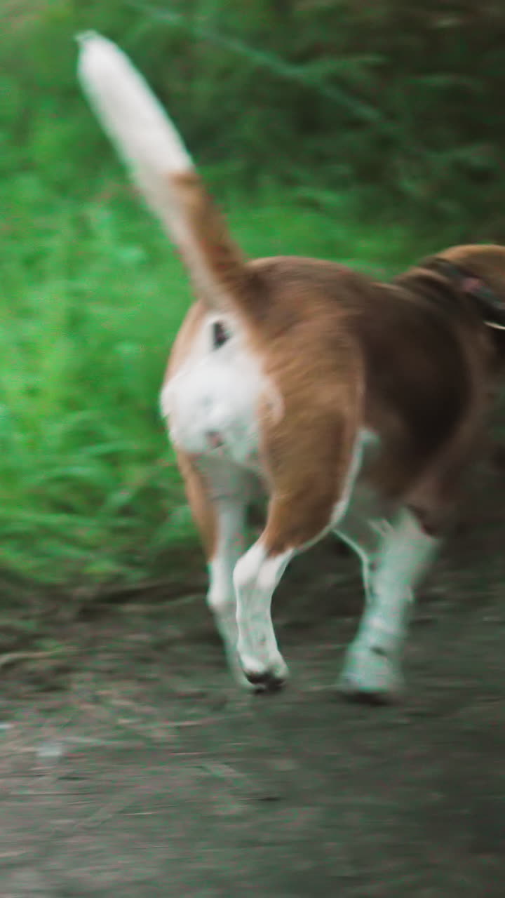 강아지 주인이 놀이하는 강아지를 길에서 멀리 끌어당기면서 저항하고 땅을 새 니다. 초록 잔디와 자연 풍경은 시골 야외 환경에 추가됩니다.