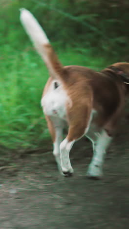 el dueño del perro alejando al perro lúdico del camino de tierra mientras se resiste y olfata el suelo, la hierba verde y el paisaje natural se suman al entorno rústico al aire libre
