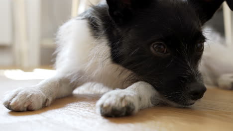 mixed breeds dog laying on the floor resting