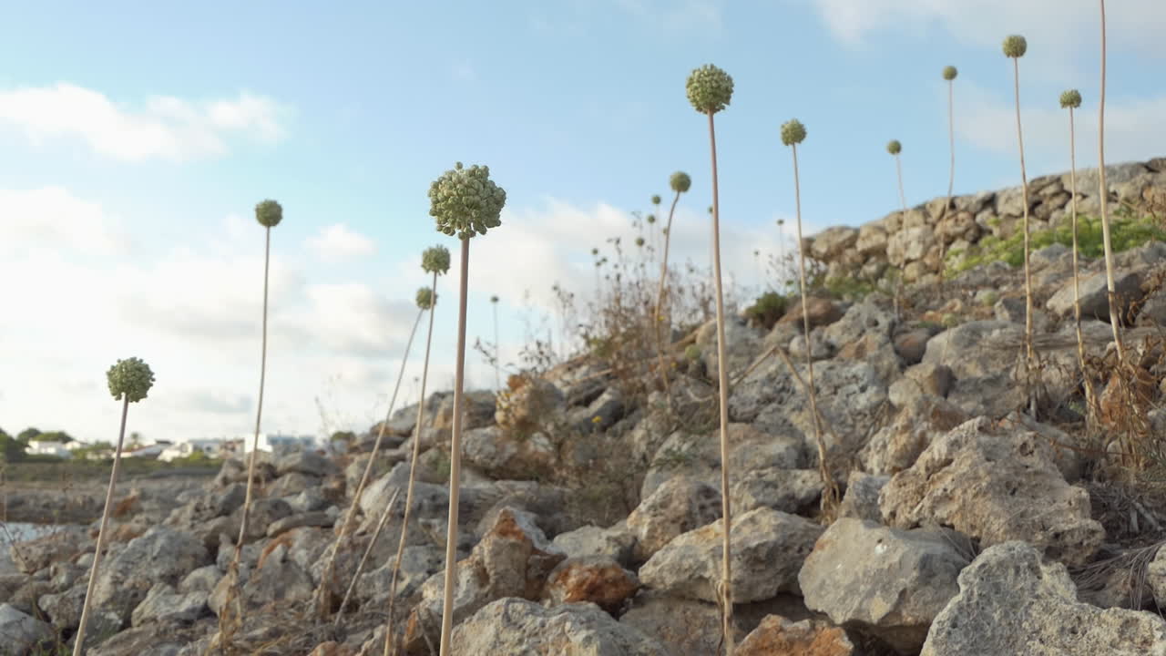 plantas de allium polyanthum schultes que crecen entre las piedras a la orilla del mar, endémicas de españa, isla de menorca en las islas baleares