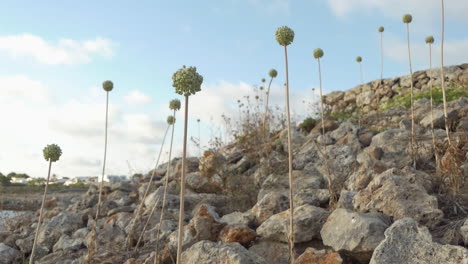 Plantas-De-Allium-Polyanthum-Schultes-Que-Crecen-Entre-Las-Piedras-A-La-Orilla-Del-Mar,-Endémicas-De-España,-Isla-De-Menorca-En-Las-Islas-Baleares