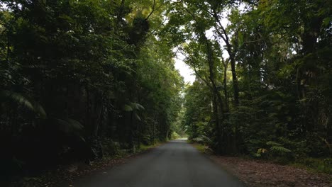 pov point of view driving in the jungle forest rainforest with a car along a country road street in 4k uhd