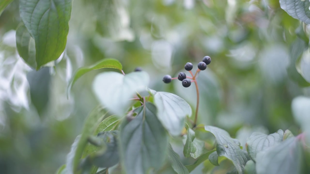 Des baies sauvages qui poussent sur des arbres