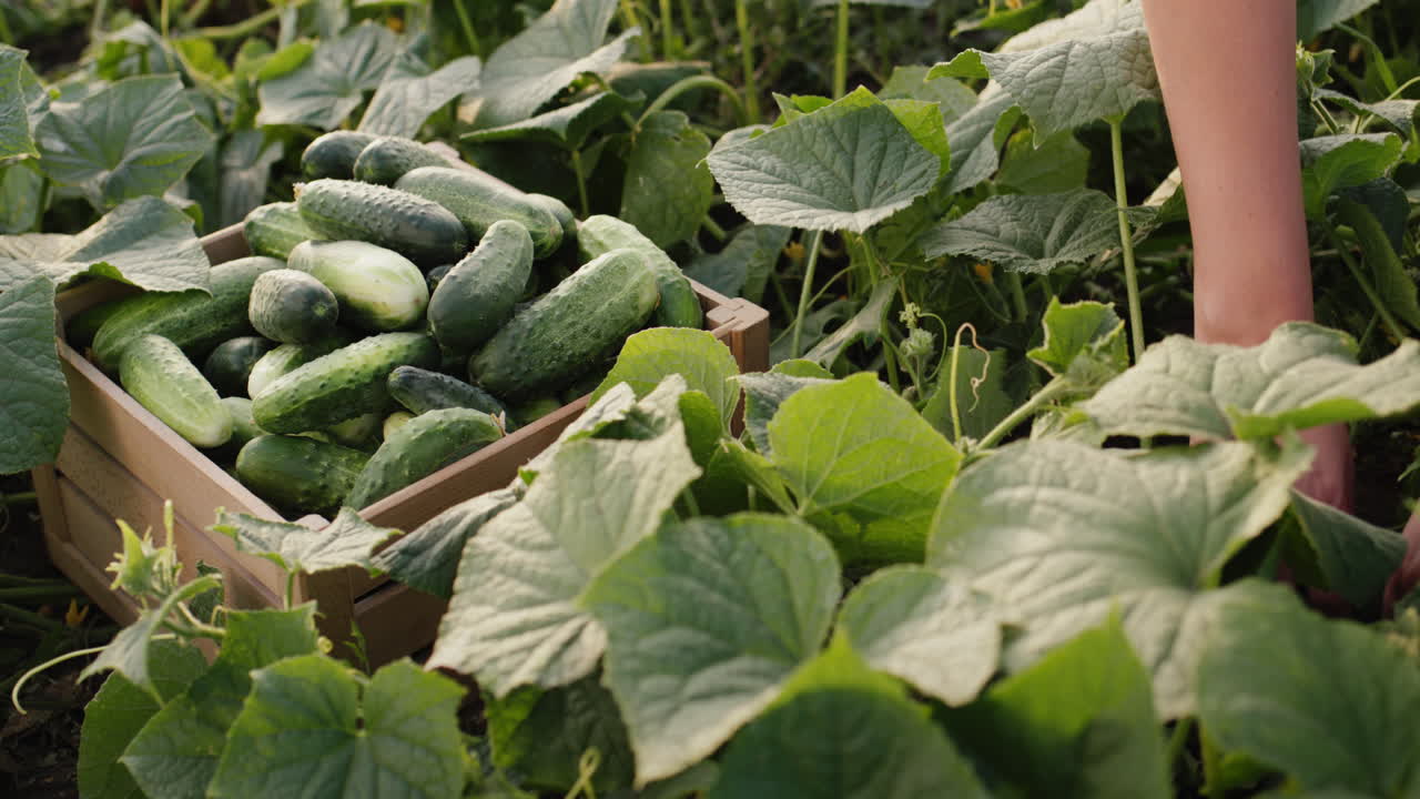 여성 농부는 신선한 오이를 수확