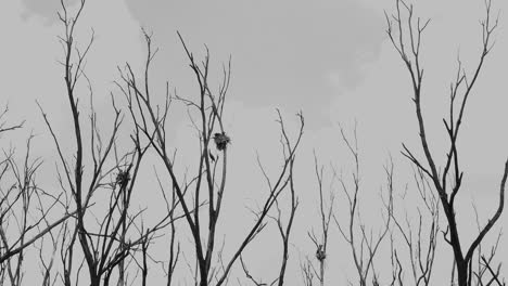 birds at nest in misty cloudy weather silhouette